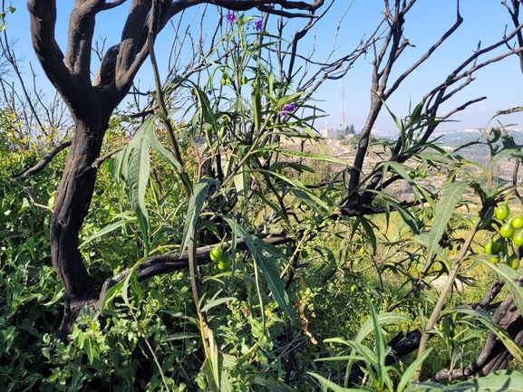 אירוס הגלבוע  צולם על ידי מרגרטה וולצ'אק 