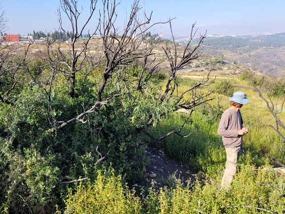 אירוס הגלבוע  צולם על ידי מרגרטה וולצ'אק 