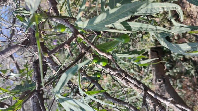 אירוס הגלבוע  צולם על ידי גבריאלה שני 