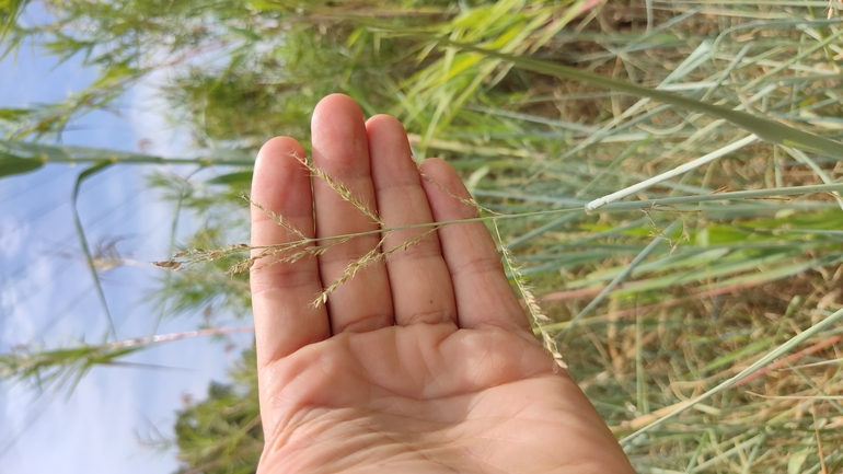 נסמנית קיפחת  צולם על ידי נעם שגב 