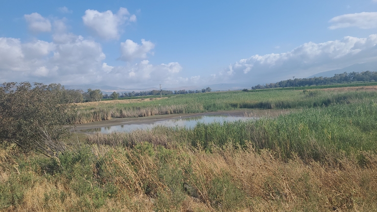 אירוס הגלבוע  צולם על ידי יפעת ארצי 