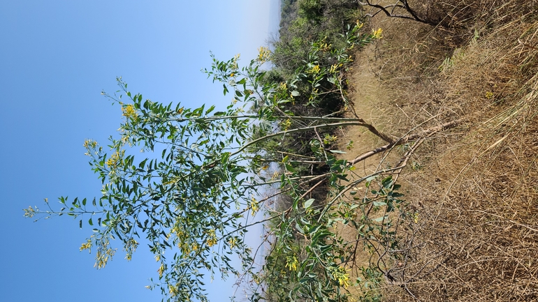 אירוס הגלבוע  צולם על ידי נדב גנות 