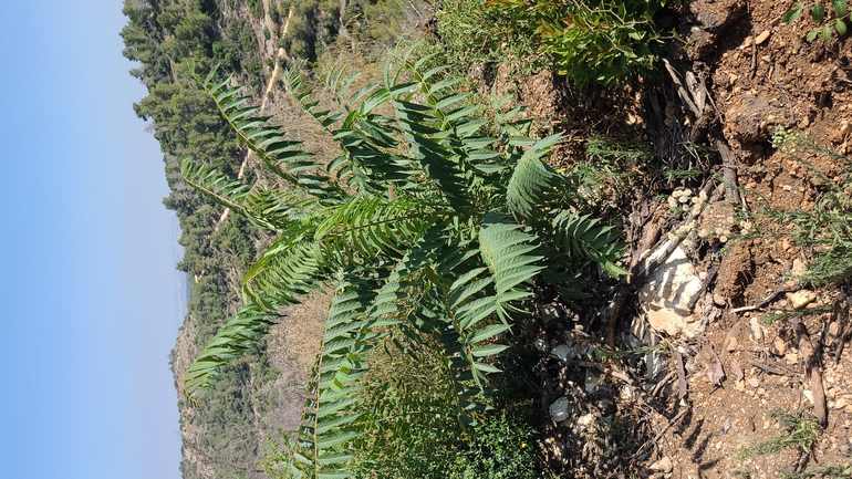 אירוס הגלבוע  צולם על ידי נדב גנות 