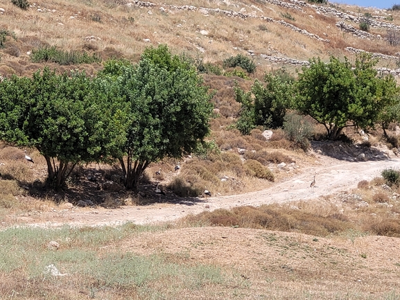 עירית נטויה  צולם על ידי סיון מרדוק 