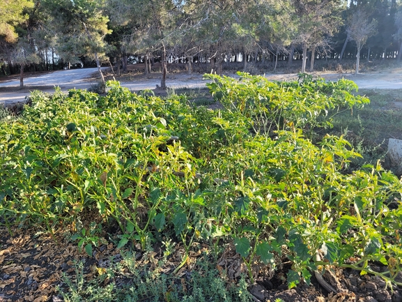 אירוס הגלבוע  צולם על ידי רועי רבין 