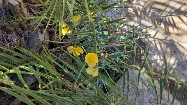Yellow Horned Poppy, Yellow Horned Sea Poppy  