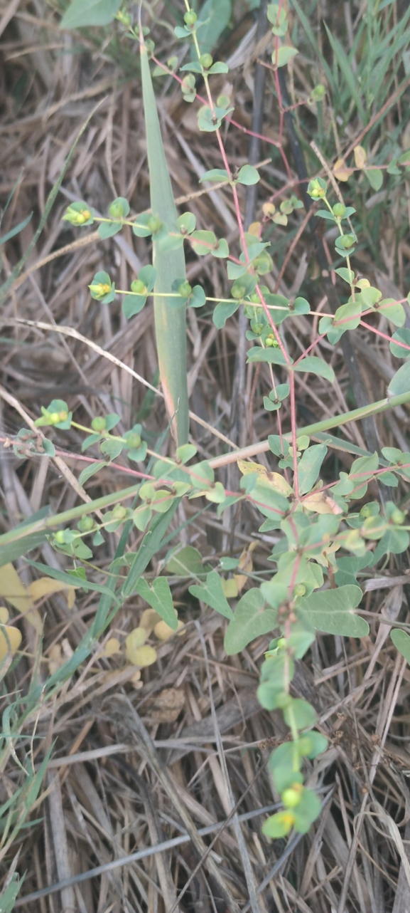 Small-capsuled Spurge  photographed by עומר נתנאל 