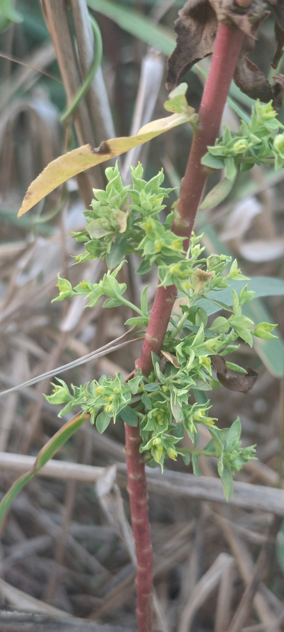 Small-capsuled Spurge  photographed by עומר נתנאל 