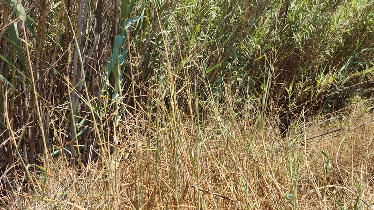 Para Grass, Pointless Signal-grass  photographed by נעם שגב 