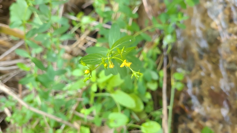 Square-stalked St. John's Wort  photographed by רמדאן עיסא 