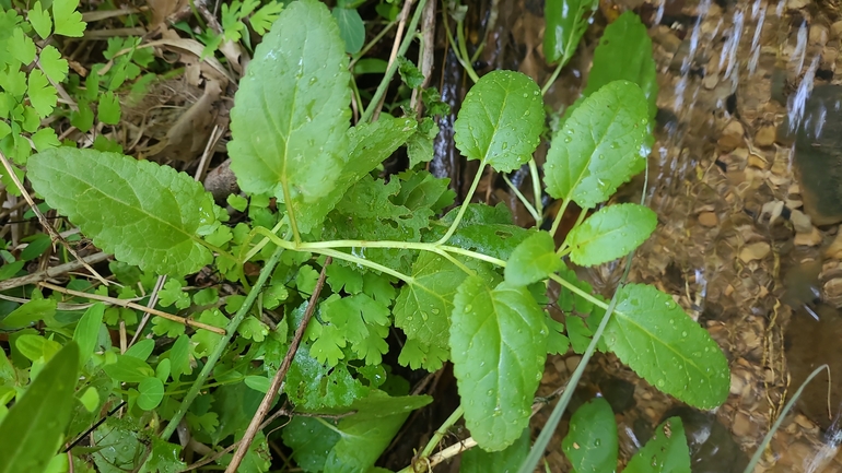 Large-leaved Figwort  photographed by רמדאן עיסא 
