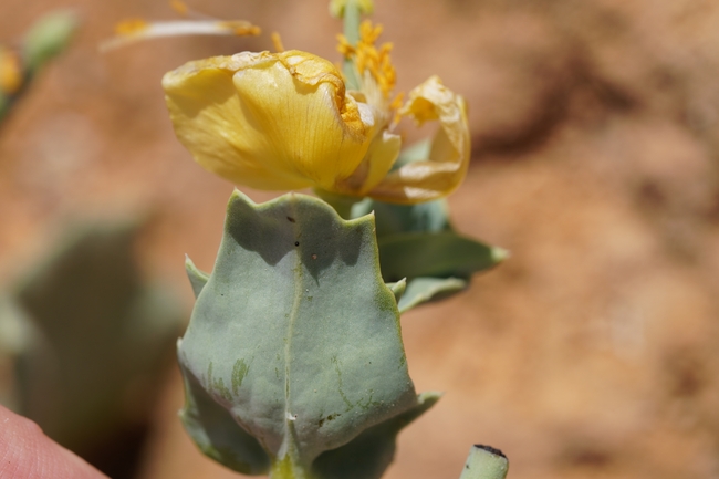 Yellow Horned Poppy, Yellow Horned Sea Poppy  photographed by עומר נתנאל 