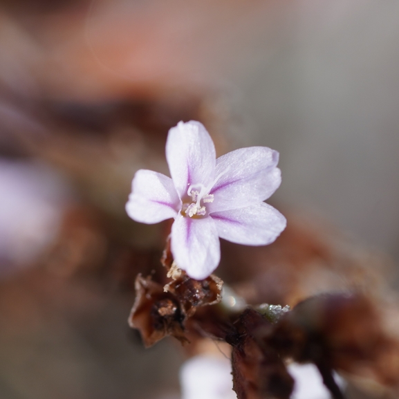 galilee Sea-lavender  photographed by עומר נתנאל 