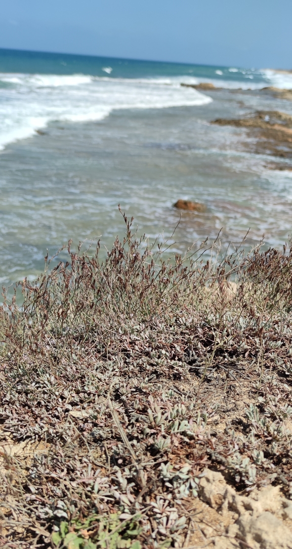 galilee Sea-lavender  photographed by עומר נתנאל 