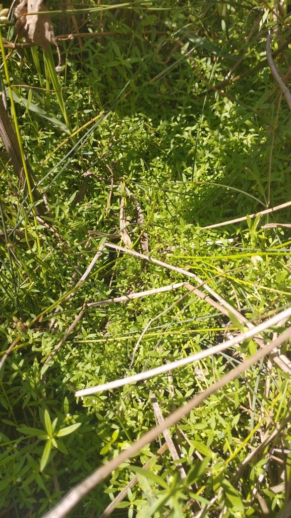 Oldenlandia capensis  photographed by יהונתן רונס 
