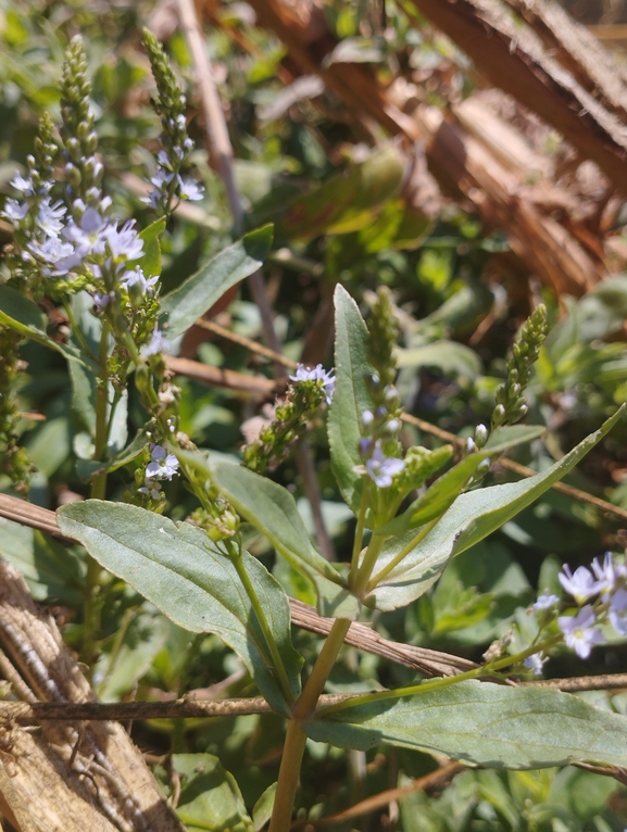 ורוניקת החולה  צולם על ידי יהונתן רונס 