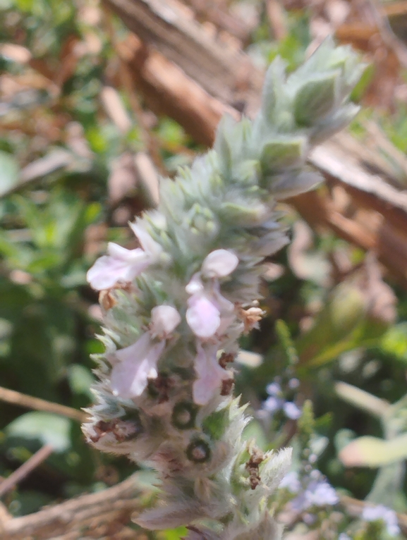 Longspike Hedgenettle, Long-spiked Woundwort  photographed by יהונתן רונס 