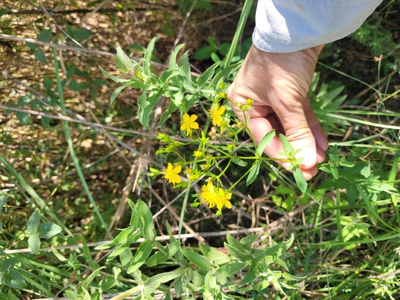 Square-stalked St. John's Wort  photographed by yifatdav@npa.org.il 