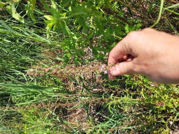 ליסימכיה מסופקת  צולם על ידי יפעת ארצי 