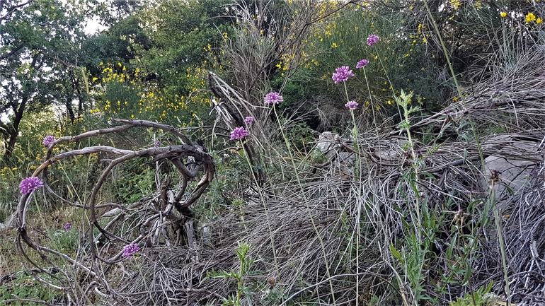 אירוס הגלבוע  צולם על ידי טליה אורון 