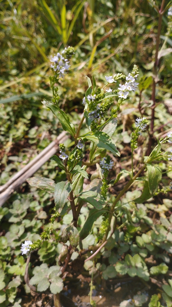 Broad-leaved Speedwell  photographed by יהונתן רונס 
