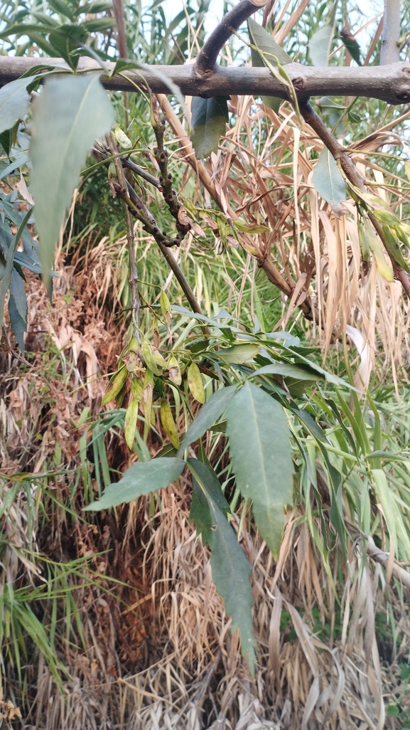 מילה סורית  צולם על ידי יהונתן רונס 