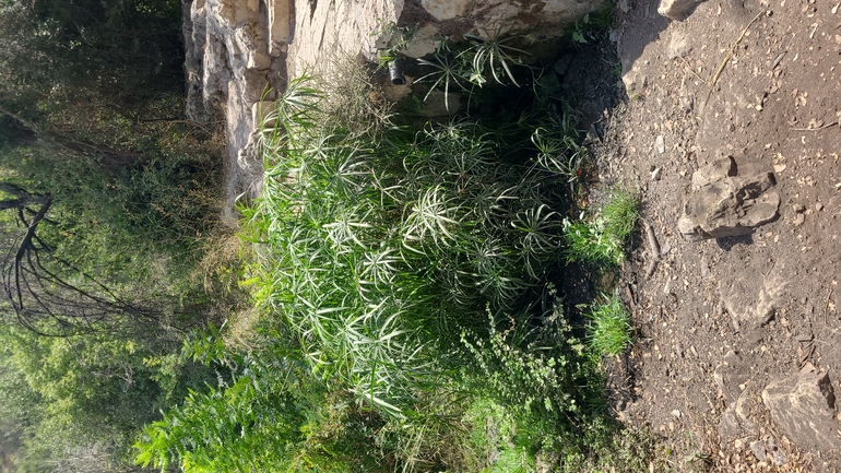 אירוס הגלבוע  צולם על ידי יונתן סבלסקי 