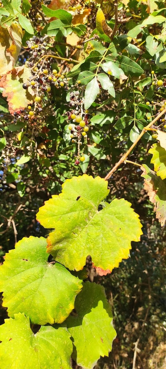 Common Grape Vine, Wild Grape  