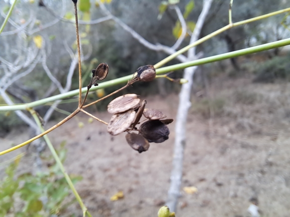 אירוס הגלבוע  צולם על ידי טליה אורון 