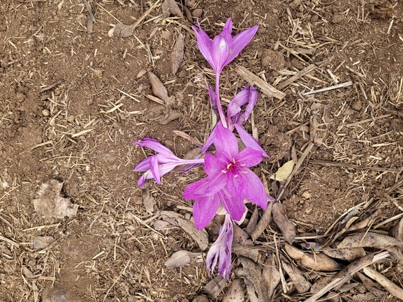 סתוונית התשבץ  צולם על ידי רן טל 