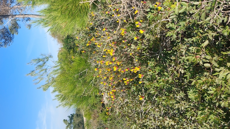 אכסף מבריק  צולם על ידי עופרה פרידמן 