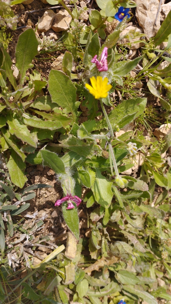 אירוס הגלבוע  צולם על ידי יהונתן רונס 