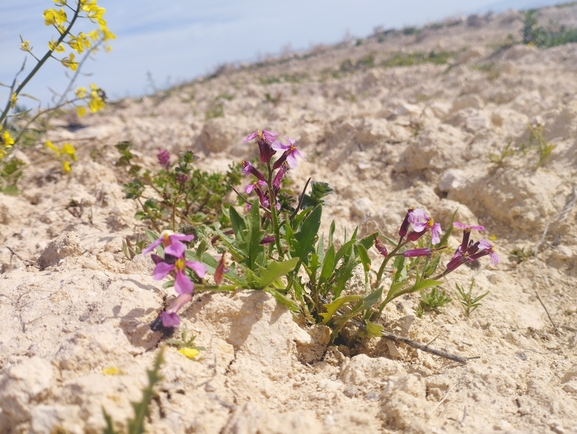 קרן-יעל סורית  צולם על ידי יהונתן רונס 