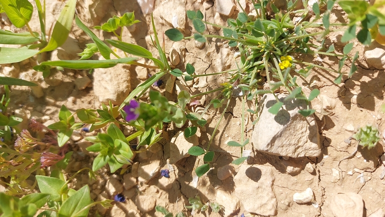 סגולית הכלאיים  צולם על ידי עופרה פרידמן 