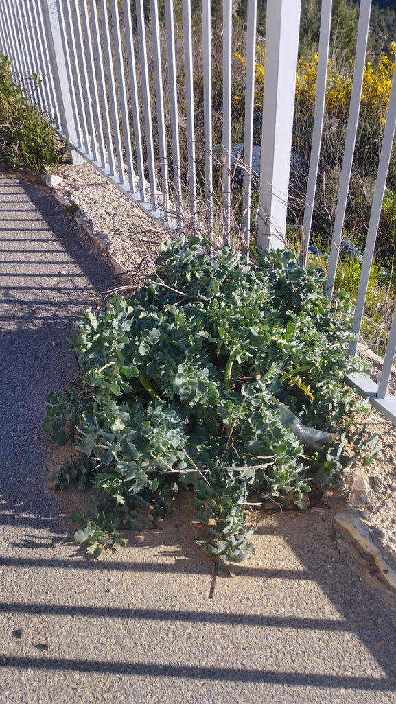 פרגה צהובה  צולם על ידי יהונתן רונס 