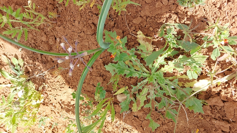 זמזומית מפושקת  צולם על ידי עופרה פרידמן 