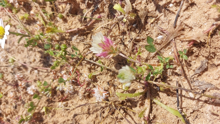 Philistine Clover  photographed by לירז כברה 