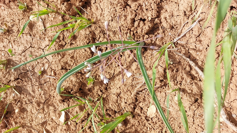 זמזומית מפושקת  צולם על ידי עופרה פרידמן 