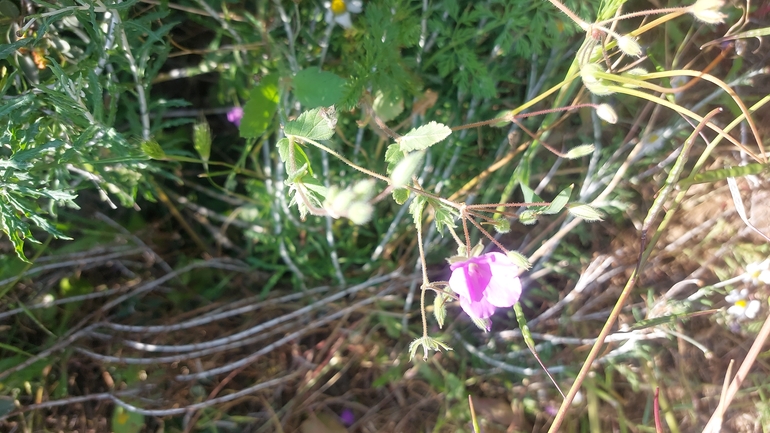 Erodium subintegrifolium  photographed by לירז כברה 