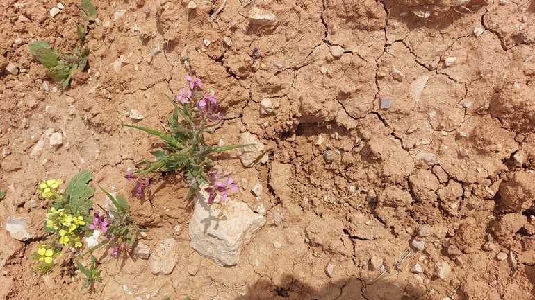 קרן-יעל סורית  צולם על ידי עופרה פרידמן 