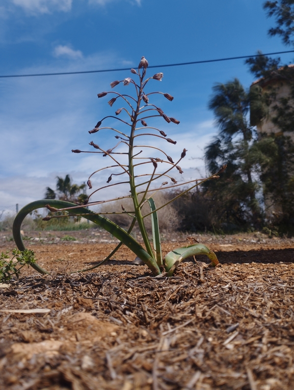 זמזומית מפושקת  צולם על ידי יהונתן רונס 