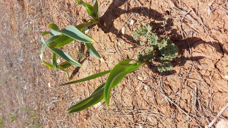 נץ-חלב חום  צולם על ידי עופרה פרידמן 