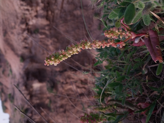 Rumex aeroplaniformis  