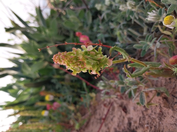 חומעת האווירון  צולם על ידי דר בן-נתן 