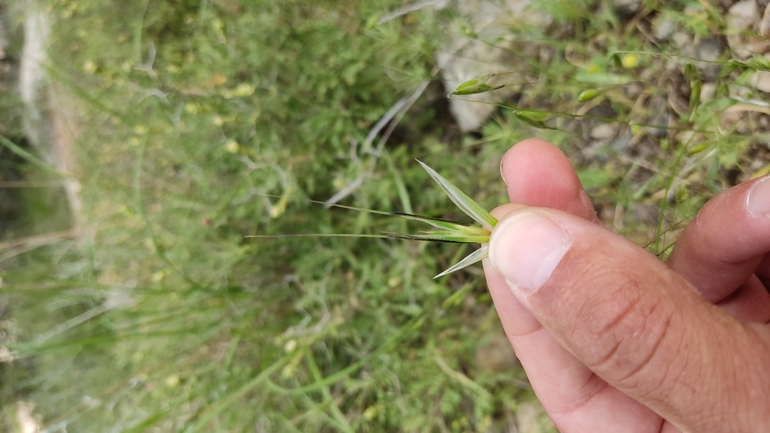 Wild oat sp.  