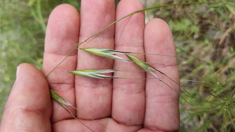 Wild oat sp.  