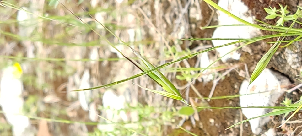 Wild oat sp.  