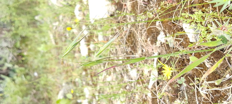 Wild oat sp.  