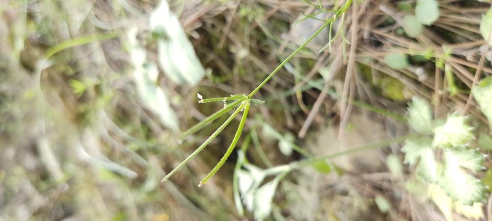 Southern Shepherd's Needle  