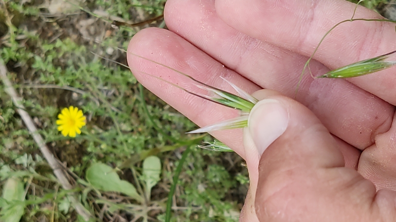 Wild oat sp.  